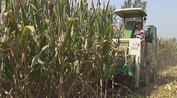 日照电视台播发：《五征农机秋收唱主角》新闻